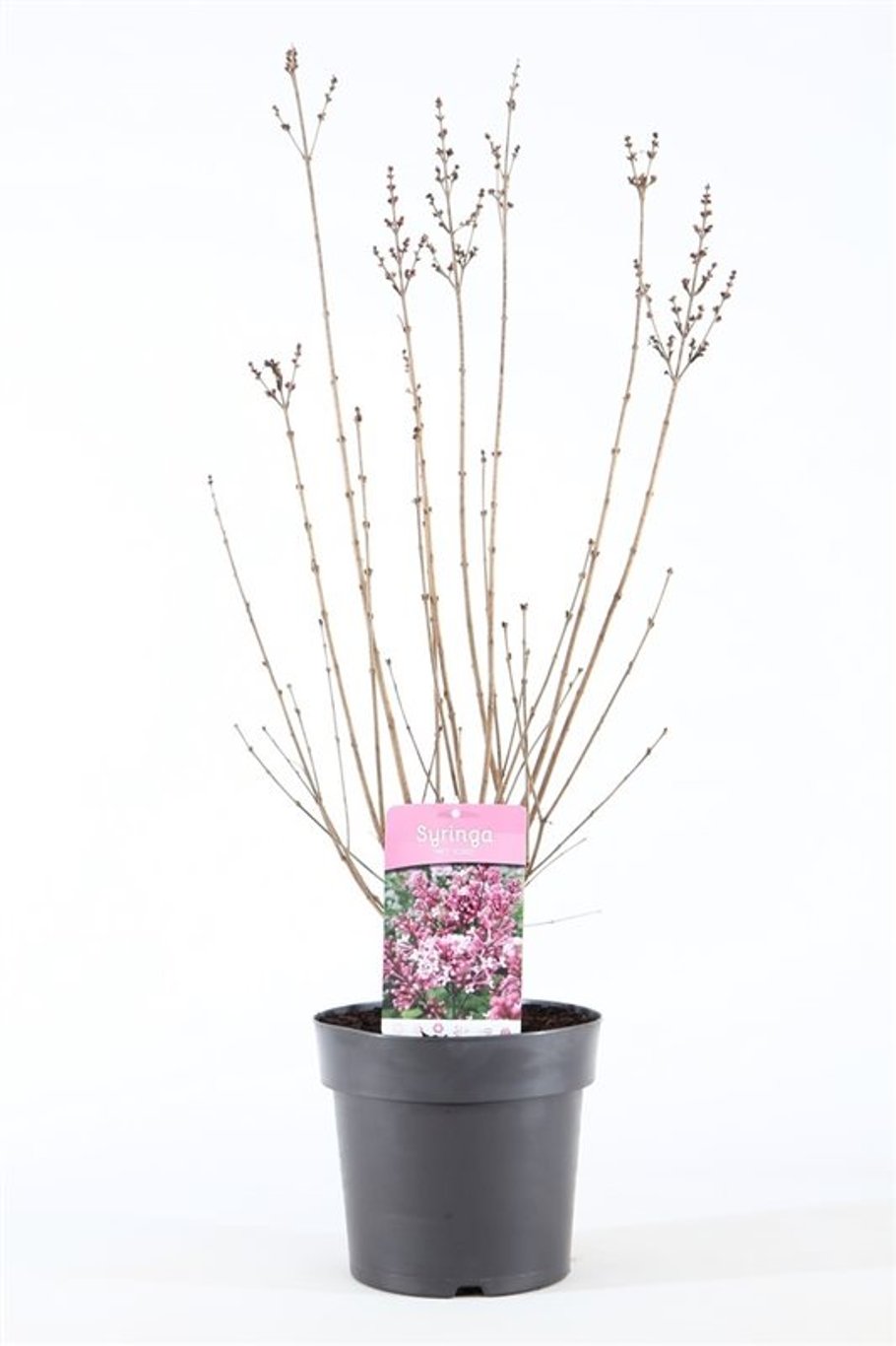 Syringa 'Josée' - C4,6